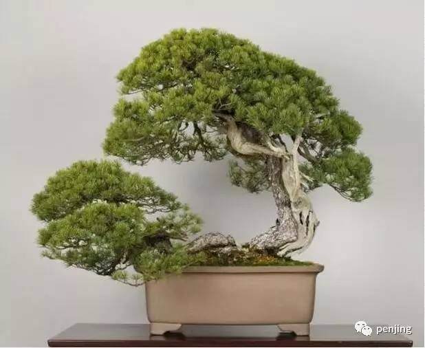 如何赏析树木盆景?【图】