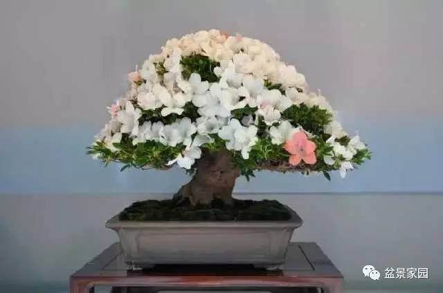 想养好杜鹃盆景看这里，十多年养护经验曝光