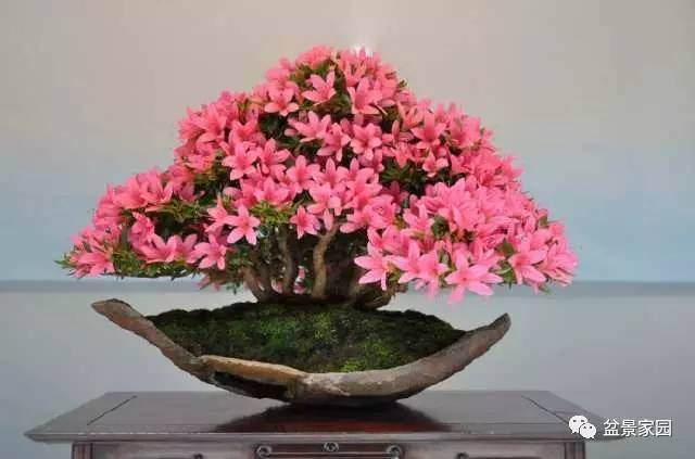 怎么养好杜鹃盆景的3个方法