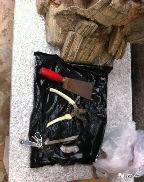 木瓜海棠盆景高压繁殖这样玩，手把手的操作示范