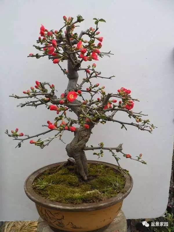 木瓜海棠盆景怎么高压繁殖的方法