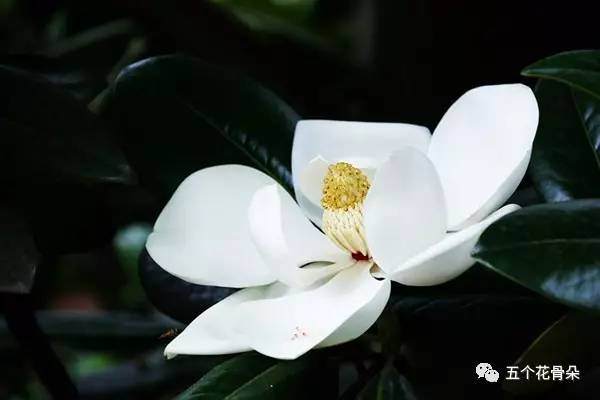 广玉兰盆景制作方法【图】