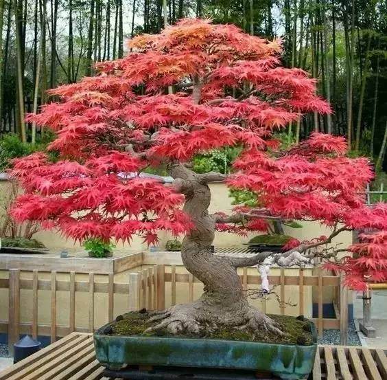 枫树盆景达人高师傅教你打理枫树盆景【图解】