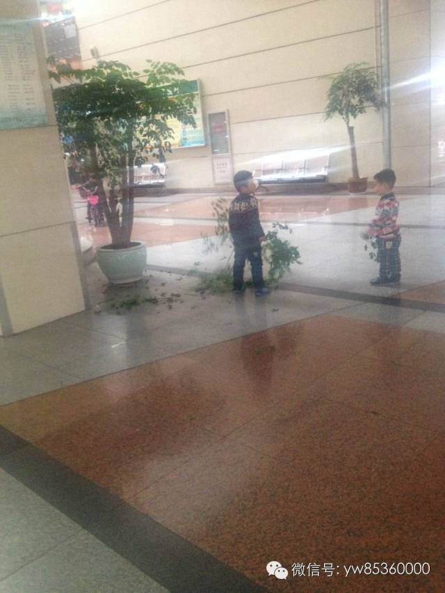 熊孩子毁盆景 旁人劝说也不听 图片
