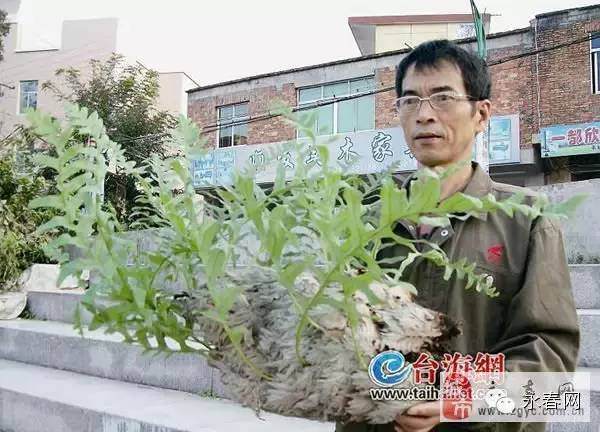 永春一村民捡到奇特蕨类“盆景” 形状像一只大白鸭