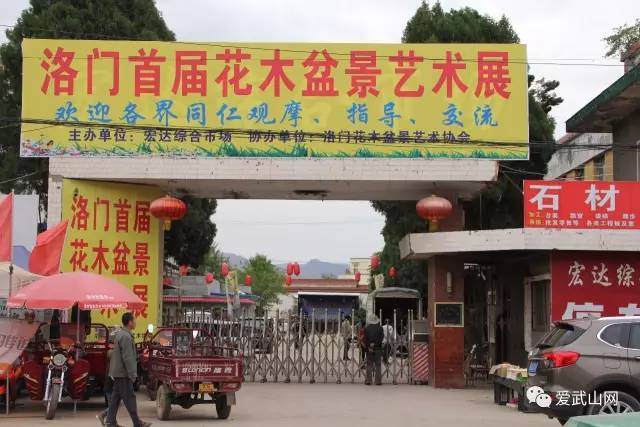 武山县首花木盆景艺术展开展啦 图片