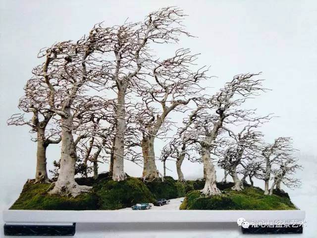 岭南盆景名家吴成发陈昌黄就伟精品展 图片