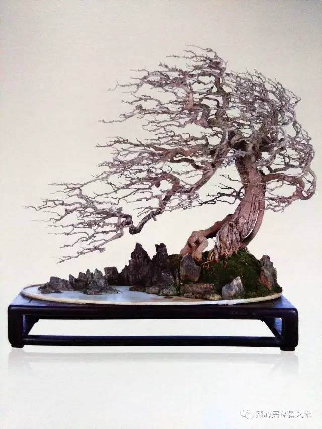 岭南盆景名家吴成发陈昌黄就伟精品展【图】