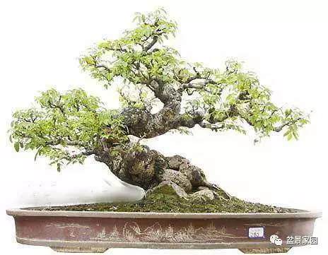 家里的&ldquo;衰位&rdquo;放什么盆景植物才能&ldquo;化煞？【图】