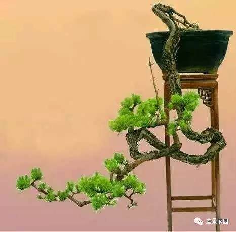 家里的&ldquo;衰位&rdquo;放什么盆景植物才能&ldquo;化煞？【图】