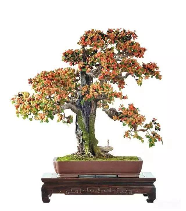 山东首届盆景艺术书画展，约同行者!【图】