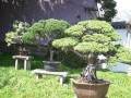 现今国内最大盆景专类园--上海植物园盆景园