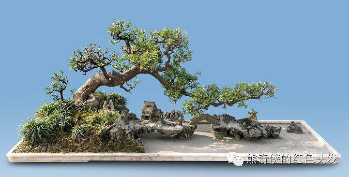 珠海首届盆景展在海滨公园亮相 免费向游客开放【图】