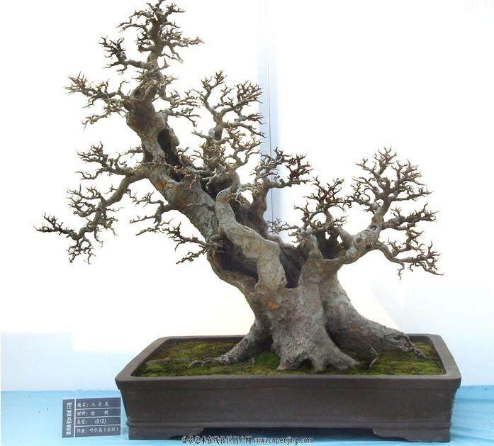 榆树盆景的虫害与夜来香的养护【图】