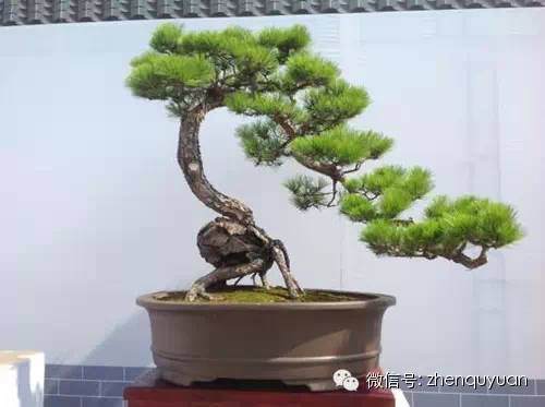 中国盆景的艺术追求致雅脱俗，形神兼重【图】