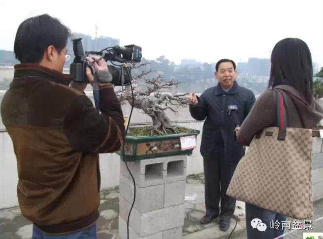 北海罗汉松盆景产业基地 经济效益巨大