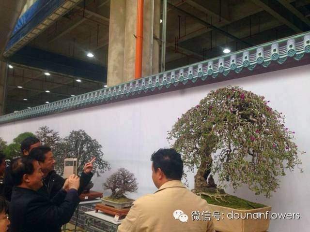 云南盆景协会副理事长谢道乾 图片