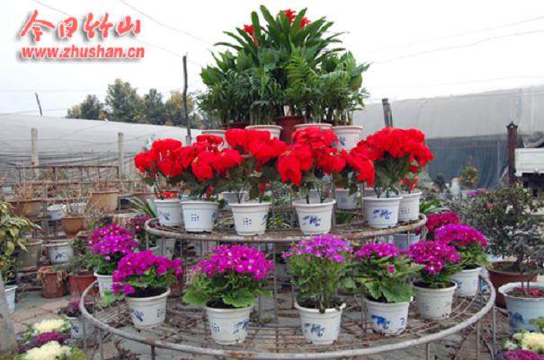 连云港花卉网花卉盆景苗木基地 图片