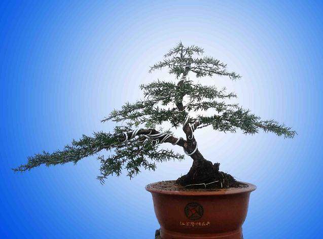 年末绿植市场吹来清新风红豆杉盆景走俏【图】