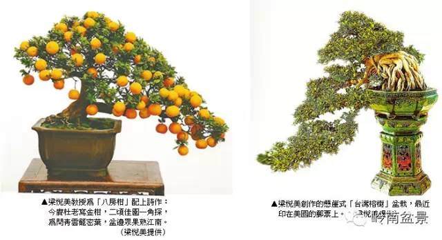 盆景艺术在现代生活中扮演的角色【图】