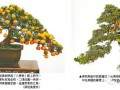 盆景艺术在现代生活中扮演的角色 图片