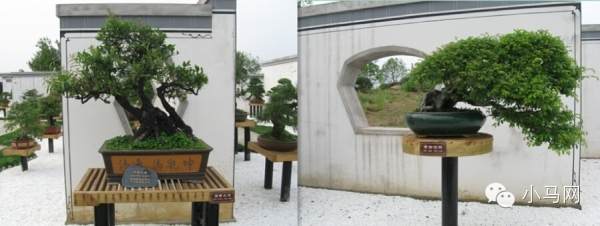 投资4亿的马鞍山徽州园林景区开园啦 3000多盆景来自世博园