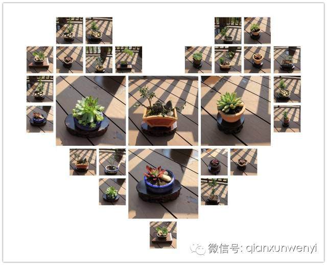 种一棵，可不可以忆百年『盆景制作精彩回顾』