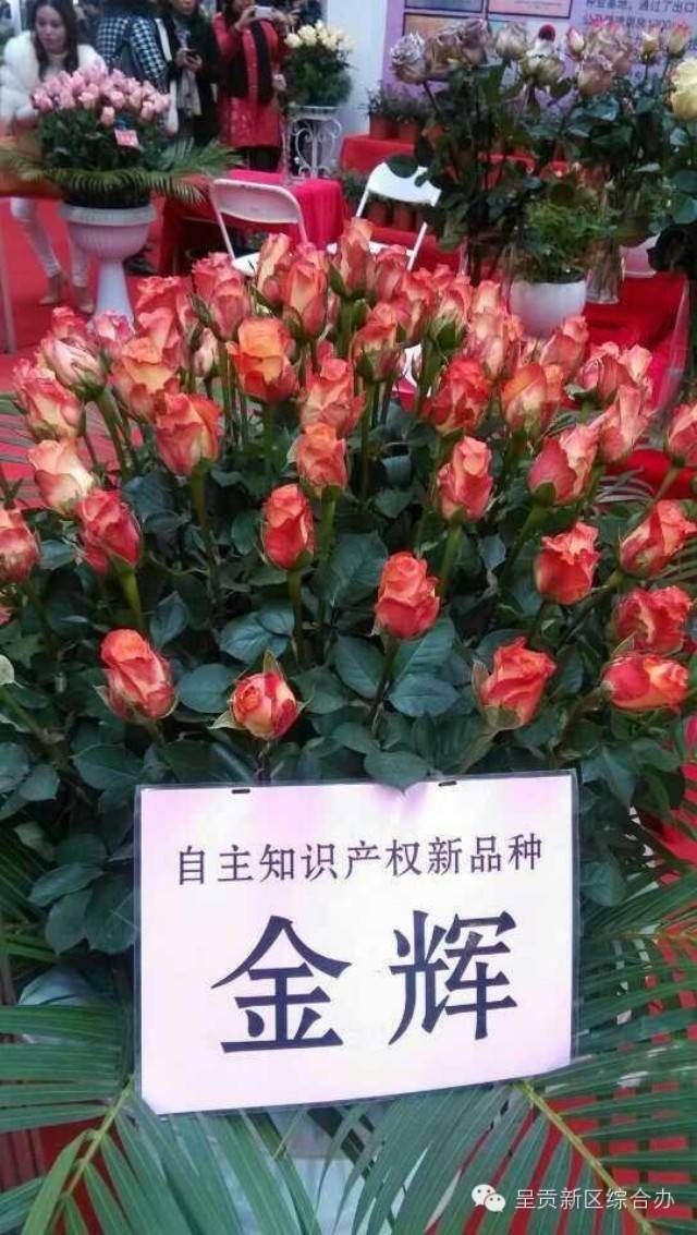 2015年昆明斗南中国盆景精品邀请展【图】