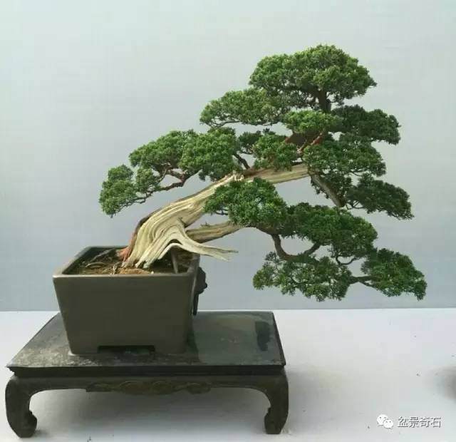 盆景制作过程中怎么取势的3个方法