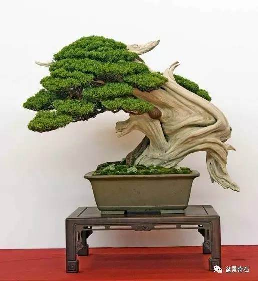 盆景制作过程中怎么取势的3个方法