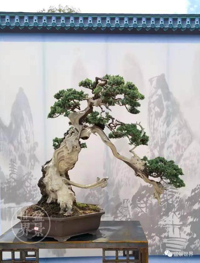 昭通盆景盛宴开席在即 端午小长假 等你来赴宴 图片