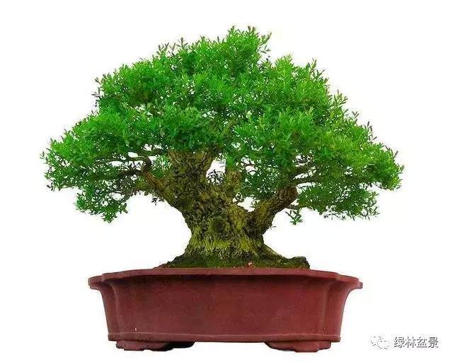 一个爱盆景的男人，肯定不是一个低俗的人【图】