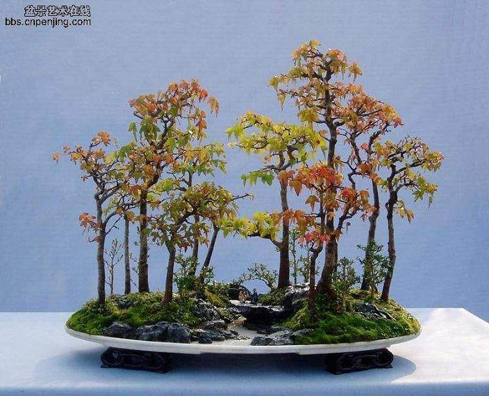 丛林盆景造型不可忽视的主要特点【图解】