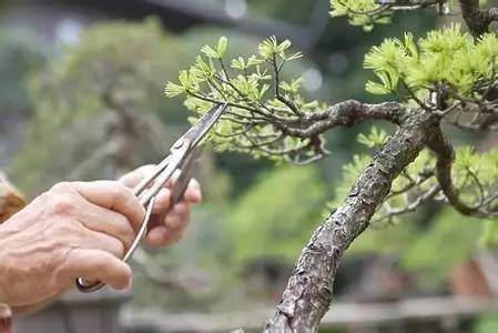 2017 太庙盆景艺术基础培训班【图】