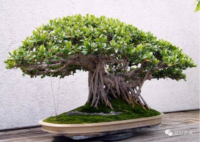 榕树盆景气根造型【图解】