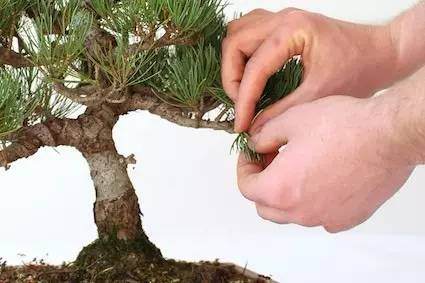 如何定期修剪盆景的5个方法