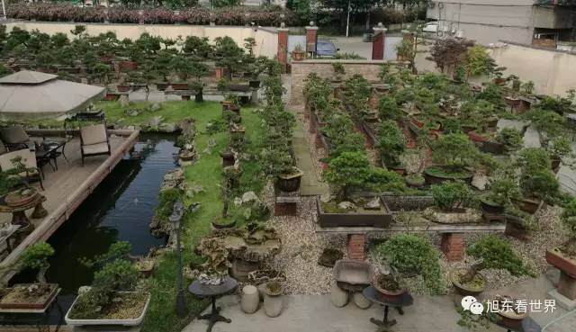 何三哥认为自己不是在制作盆景【多图】