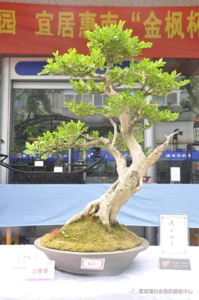惠南盆景分会开展金枫杯大型盆景展【多图】