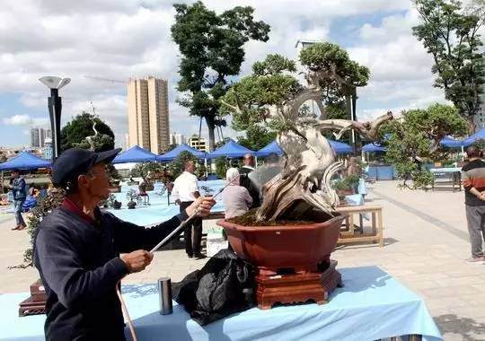 云南省昭阳盆景奇石根艺邀请展布展工作有序进行【图】