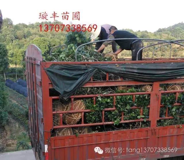 湖南璇丰苗圃矮脚造型罗汉松盆景远嫁甘肃