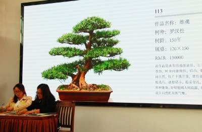 2017大型盆景拍卖会在花都汇举行【图】
