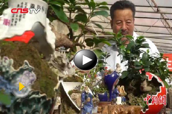 甘肃老人将中草药变养生盆景【图】