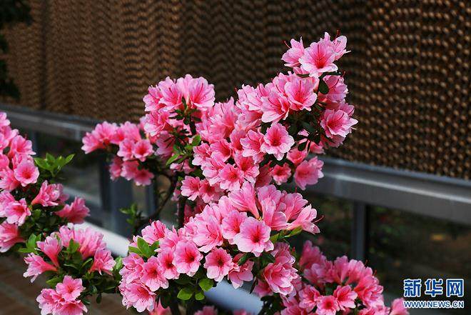 湖州双林镇归然杜鹃盆景园【多图】