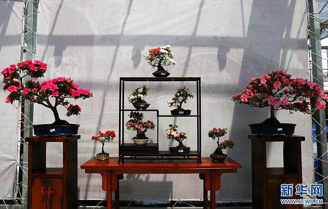 湖州双林镇归然杜鹃盆景园【多图】