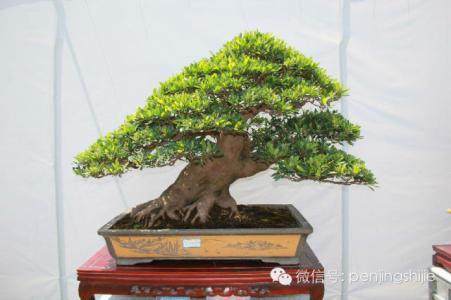 2017年首届贵州盆景艺术博览会【图】