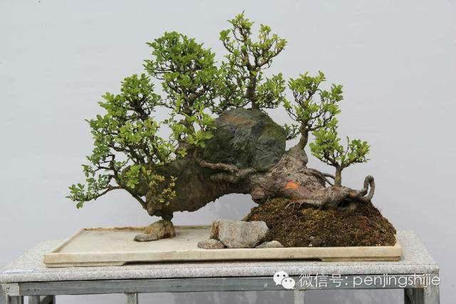 2015年永川首届盆景艺术展【图】