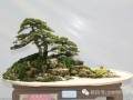 2017上海国际盆景主题展 图片