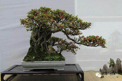 重庆市第十一届盆景艺术展将在南山植物园开幕了【图】