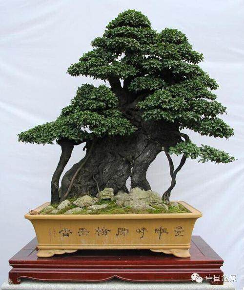 重庆南山植物园举办盆景插花艺术展【图】