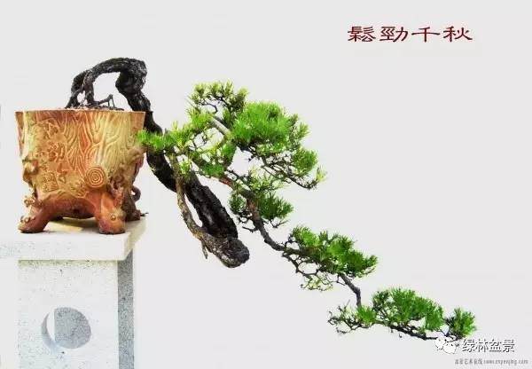 盆景的“骨、筋、脉、肉、皮”五体【多图】